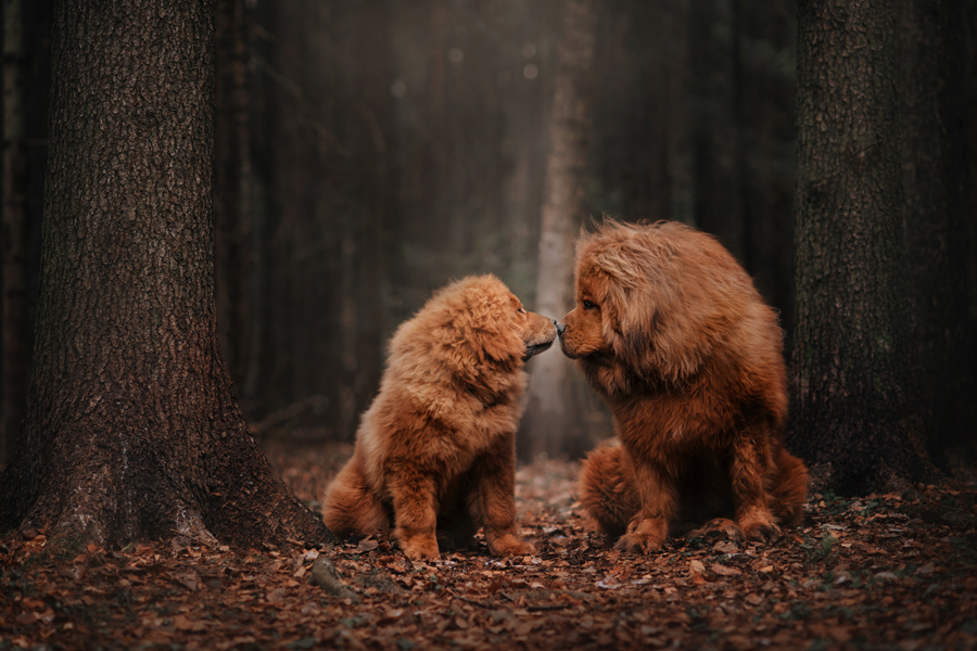 Mountain dog and puppy breeders