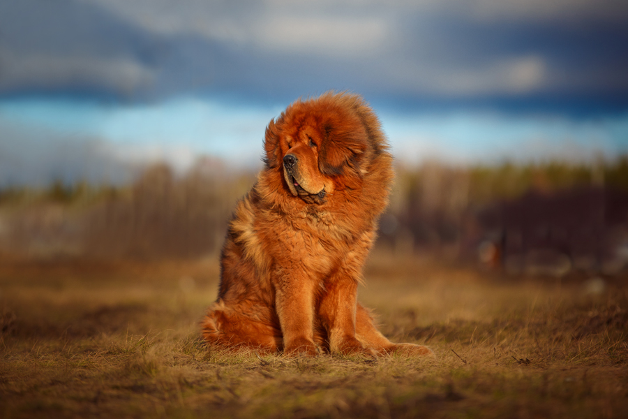 Sale Chinese mastiff mountain dogs