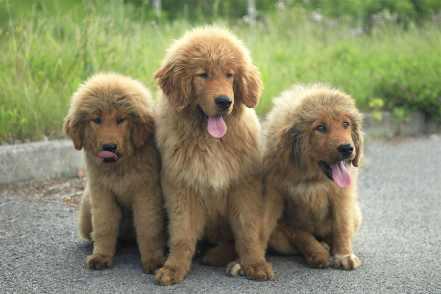 Chinese Tibetan Mastiffs dogs for sale breeders