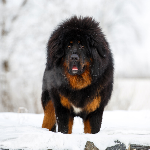 About Chinese Tibetan Mastiffs dog breed